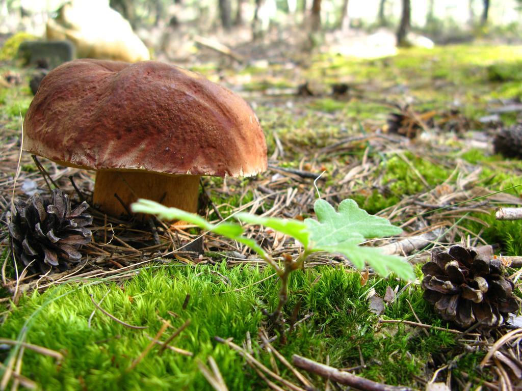 Hosteria Camino Luyego de Somoza エクステリア 写真